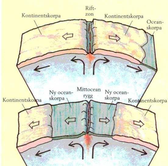 Plattorna glider isär Den smala havsarmen vidgar sig med tiden till en bred ocean, exempelvis Atlanten. Längsmed denna löper en mitt-ocean rygg, t.ex. den Mittatlantiska ryggen, där ny oceanskorpa bildas.