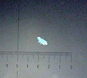 Röd fiber, Lomma, förstoring x10. Figur 3.