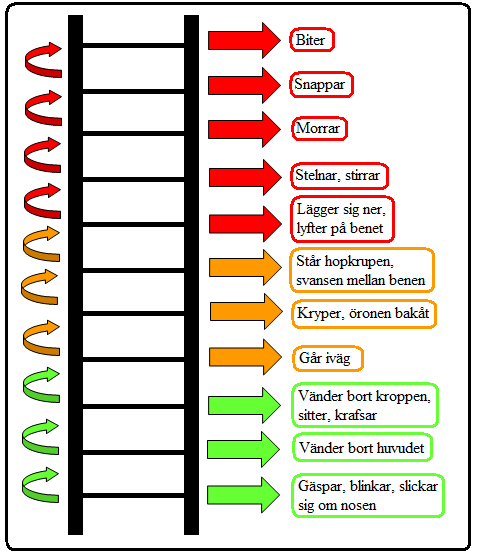 2. Lär föräldrarna vad de ska titta efter och när de bör ingripa Sunt förnuft angående vad som är rimligt att hunden ska behöva bli utsatt för Att lek bör vara lugn, med lämpliga leksaker och inte gå