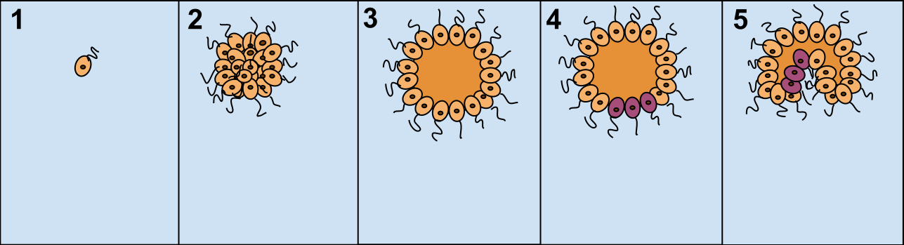 En encellig eukaryot (med flagell) Flera encelliga eukaryoter samlas i en koloni De odifferentierade cellerna bildar en ihålig sfär Specialiserade reproduktiva celler bildas Cellerna börjar vecka sig