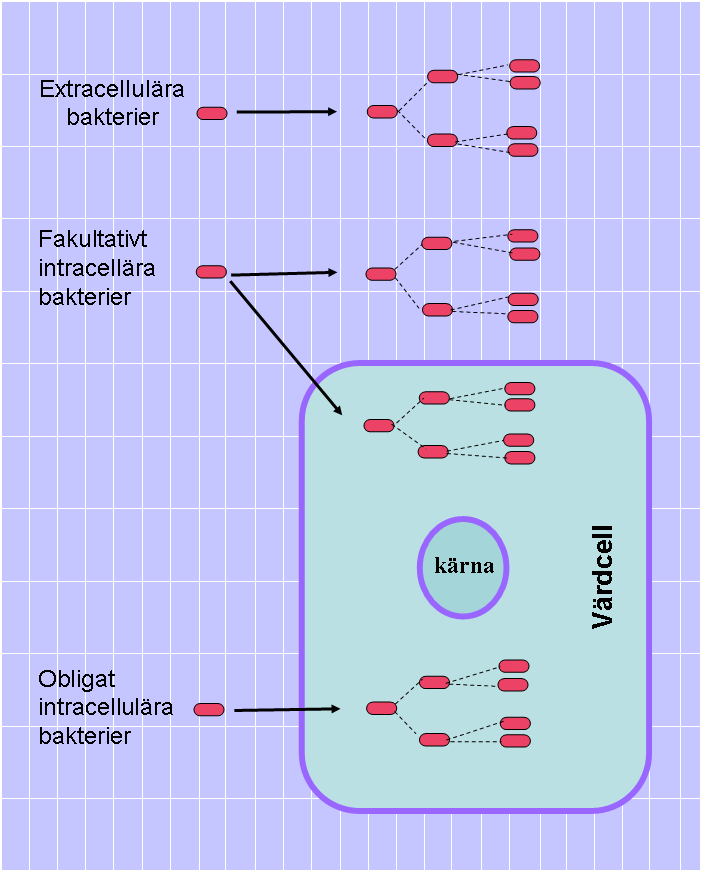 bakterien till sin cytoplasma. (Specialpedagogiska skolmyndigheten, 2004) Värdcellen i vatten, amöban A. Castellani är en vattenburen makrofag.