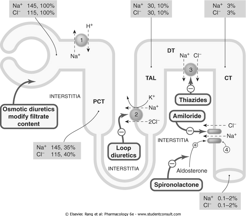 Prostaglandiner i njuren n Syntetiseras av ischemi, Ang. II, ADH, bradykinin. n Fr.a. PGI 2 (glomerulus) och PGE 2 (medulla) vasodilaterande och natriuretiska.