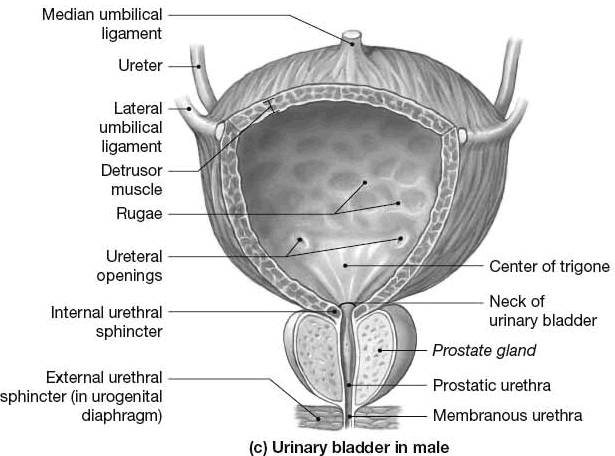 Fig. 26-18