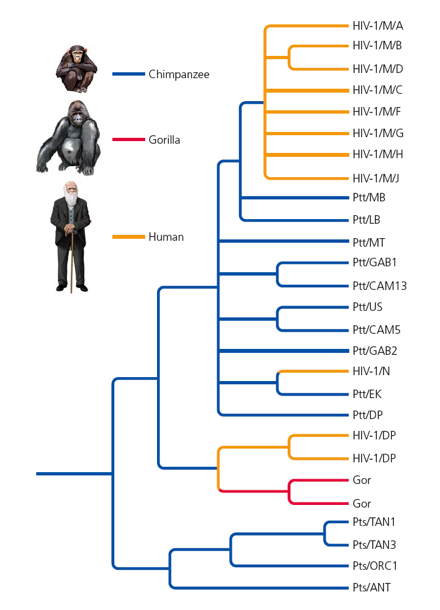 HIV pandemien orsakas av en relativt nylig zoonos (1930-50) cross species