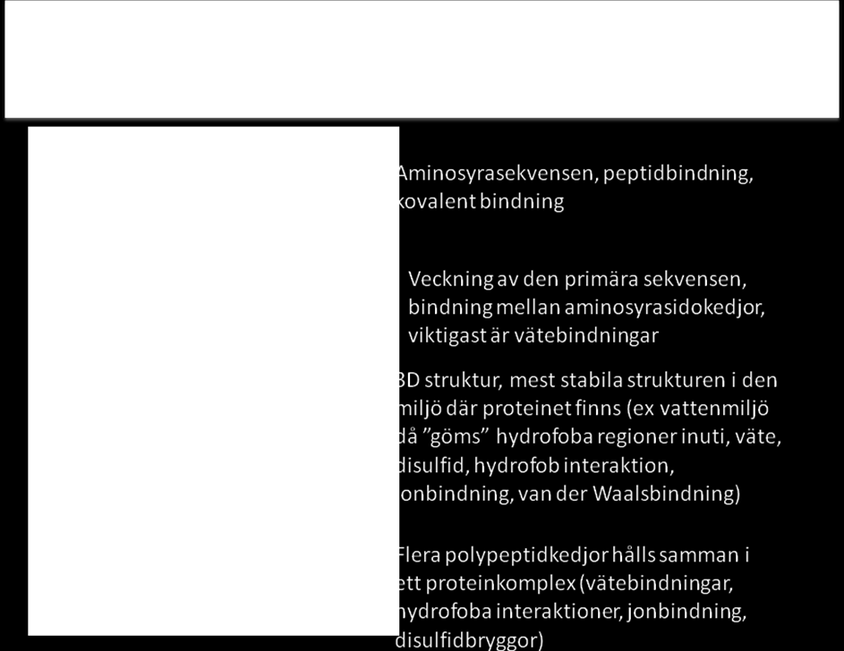 Omtentamen Läkarutbildningen T1:B vårterminen 2011 18(29) b) Ange hur proteinets struktur avgör dess