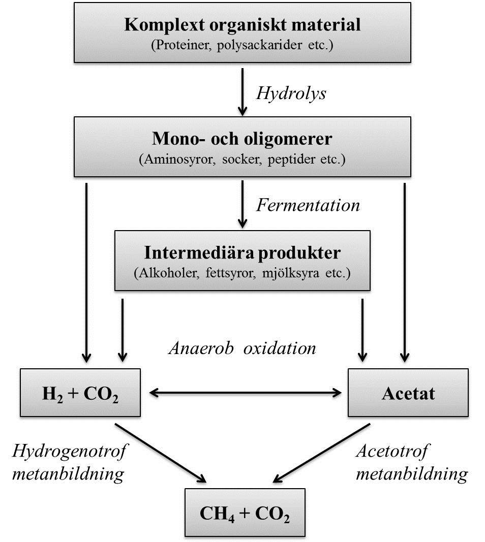 Figur 4 Schematisk bild över den anaeroba nedbrytningsprocessen. Modifierad från Jarvis & Schnürer (2009).