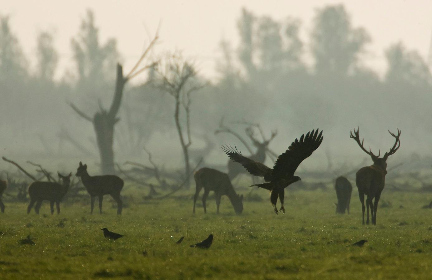 Återförvilda Sverige? En studie av rewilding som strategi för att bevara kulturlandskapet och gynna biologisk mångfald Oostvaardersplassen. Bildkälla: Speculative Evolution 05-11-2011.