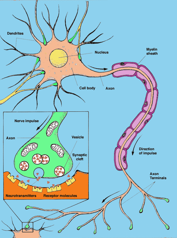 Synapser kopplingar mellan hjärnans celler (neuroner) - I synapsen avger den sändande cellen transmittorsubstanser - Dessa tas upp av receptorer på mottagande cell, som då skickar signal vidare.