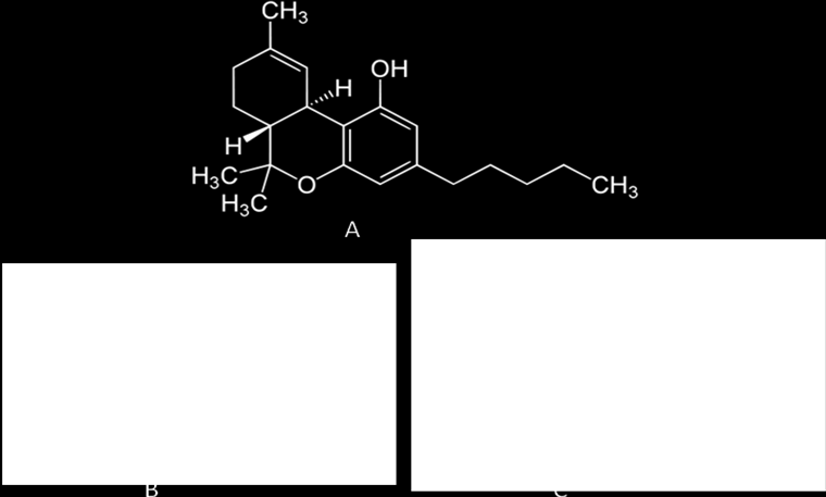 Figur 3. Kemisk struktur för (A) Anandamide och (B) 2-arakidonoylglycerol 2.3.2 Cannabis-metaboliter Efter intag sprids THC i kroppen.