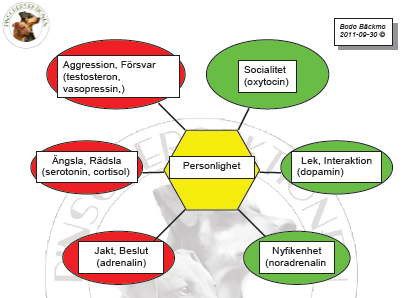 Signalsubstanser styr aggression Högt testosteron ger aggressivt beteende Serotonin motverkar/balanserar testosteron Östrogen balanserar testosteron Brist på Serotonin skapar ängsligt/neurotiskt