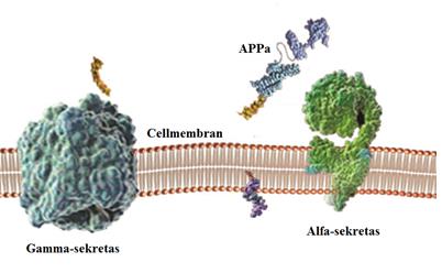 Figur 3. Amyloid prekursor protein (APP) med klyvningsställen. De olika sekretaserna α, β och γ har olika klyvningsställen på proteinet som ger olika resultat.