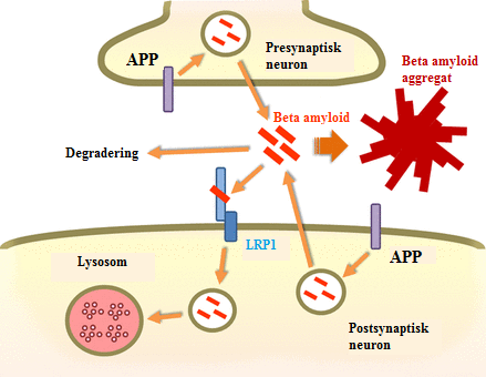 Figur 7. Schematisk bild över LRP1 receptorns agerande i borttagande av β-amyloid via endocytos som leder till degradering. APP klyvs och β-amyloid peptider frigörs i området mellan nervcellerna.