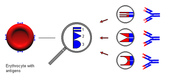 Antigen och antikroppar Antikropp: en viss typs immunglobulin, som bildats mot en specifik struktur/antigen (finns i blodplasman) Antigen: en struktur, som ger upphov till antikroppsbildning