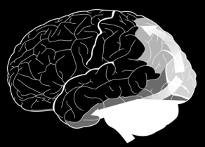 brain as a process Cross-modal representation (Stern, 1985, Meltzoff, 1990,1991) Social cognition is based on visuospatial processing (Derntl, 2011) General purpose processors (Markram, 2010) The