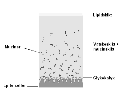 1.3 Fysiologi 1.3.1 Tårfilmen Tårfilmen består av tre lager eller komponenter: mucinskiktet, vätskeskiktet och lipidskiktet (Se Figur 2 nedan).