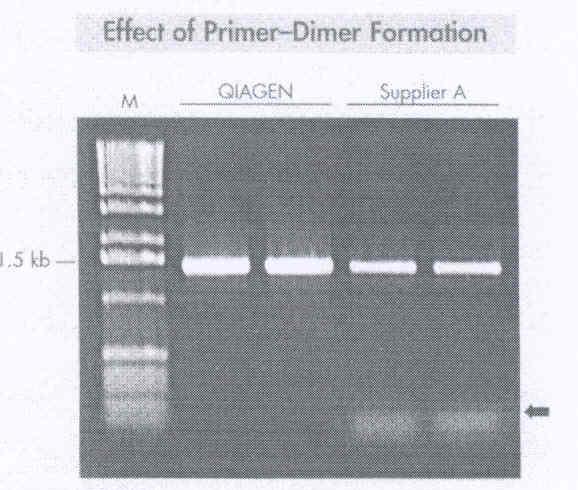 Primerdimer Minskar känsligheten Osäker kvantifiering Ännu större risk