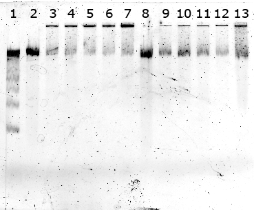 5.3 Verifiering av biotin- och DIG-inmärkning Resultatet från titreringen av restriktionsenzymsbaserade DNA-handtag med polystyrenkulor för att verifiera att terminaltransferaset inkorporerat biotin