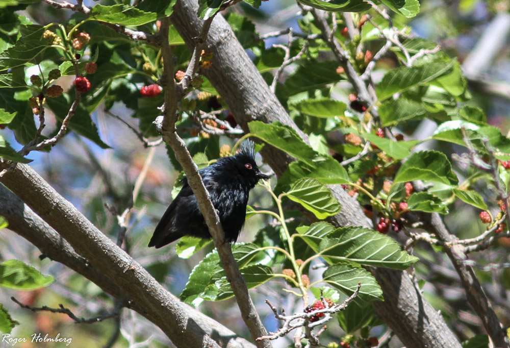 Whitestart, ytterligare en malplacerad Lucy s Warbler, Black-chinned Sparrow och Western Tanager. Morgonens huvudlokal var dock Page Springs dit vi anlände kring 09.30-tiden.