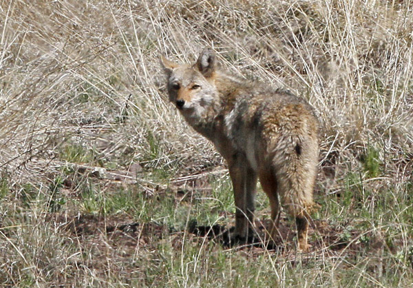 Coyote. Foto: Bengt Antonson. Oak Creek Canyon. Foto: Roger Holmberg.