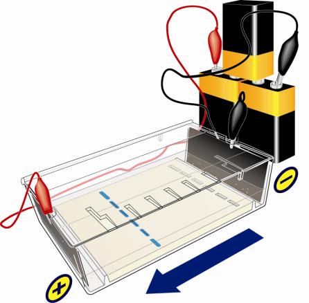 III Kör elektroforesen Figur 16 Elektroder 1. Placera en elektrod i varje ända av tanken, så som visas på Figur 16. Koppla elektroderna till batterier med hjälp av sladdar och krokodilklämmor.