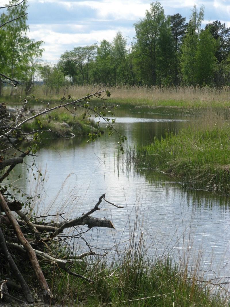 Stränders naturvärden i