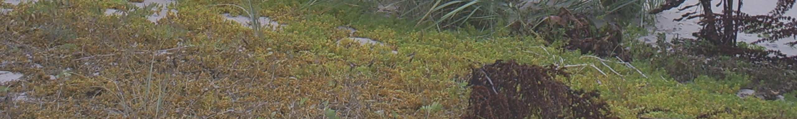 LIS - OMRÅDEN Landsbygdsutveckling i strandnära lägen Tematiskt tillägg