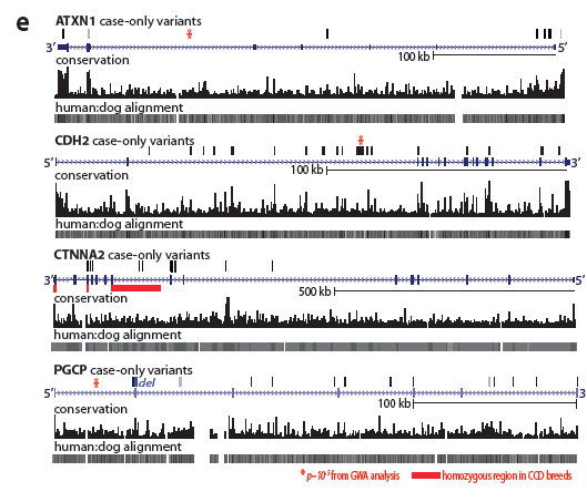 Mutationer finns i