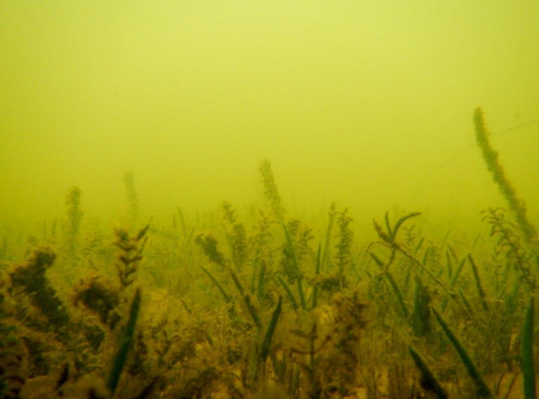 Naturvärdesbedömning av vattnet vid Frösundavik, Bålsta AquaBiota