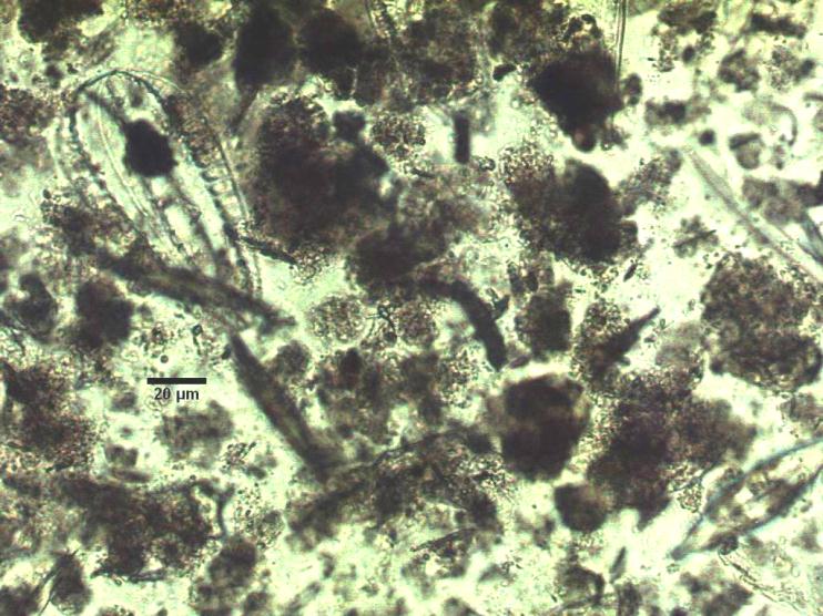 3 mg/l Häckebergasjön Björkesåkrasjön 3 Växtplankton 21 2 1,2 mg/l Figur 3. Växtplanktons biomassa fördelad på olika taxonomiska grupper, 21.