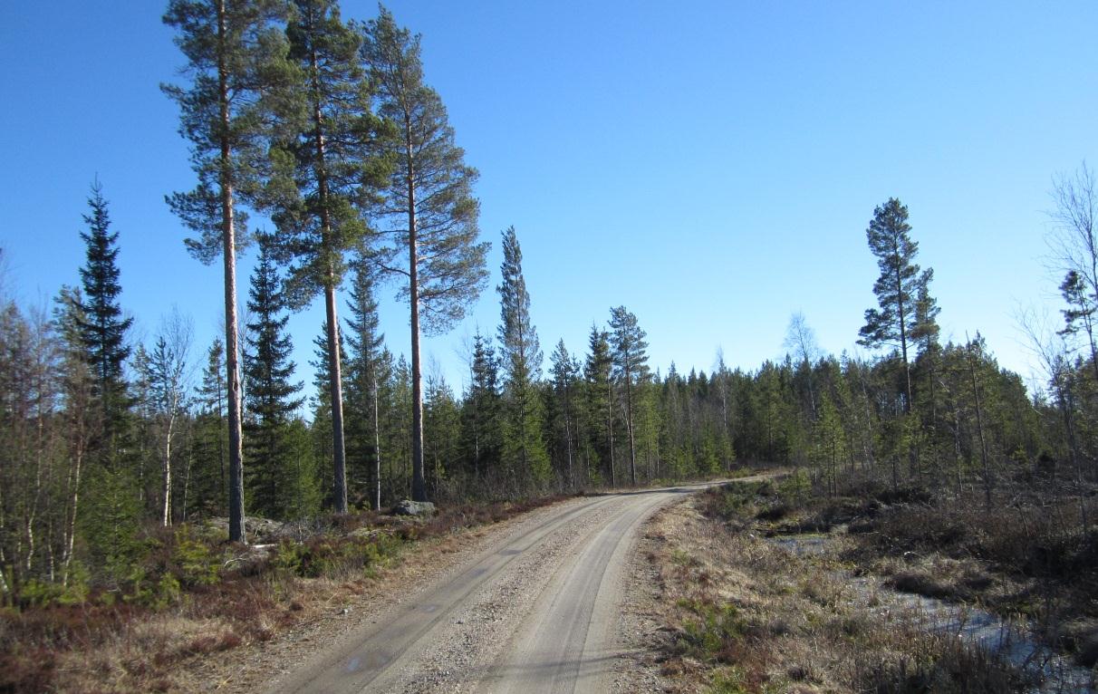 Bild 16. Främst barrskog breder ut sig på båda sidor om, och i direkt närhet av, Hyndbränn skogsväg. Bilden från den mellersta delen av projektområdet. Bild 17.