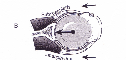 Glenohumeralleden Dynamiska stabilisatorer Primärt rt stabiliserande: supraspinatus infraspinatus subscapularis teres minor