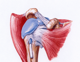 Biceps långa l huvud Glenohumeralleden Dynamiska stabilisatorer caput depressor caput translaterar cranialt 16% mer vid ruptur (Kumar et al) extremt aktiv i kaströrelsens relsens late cocking fas,