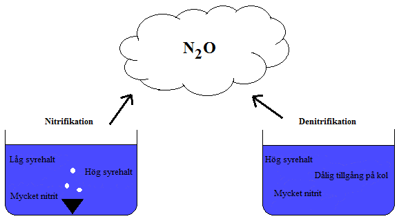 Lustgasemission från denitrifikationen Denitrifikationsprocessen utgörs som tidigare nämnts av heterotrofa bakterier som omvandlar nitrat till kvävgas i ett antal steg.