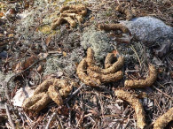 Ringlav är en urskogsart som bara växer i områden som har undgått brand och kalhuggning under mycket lång tid. Arten är i Götaland platser Det är inte bara skogshöns som har sitt hem i Ekhultebergen.
