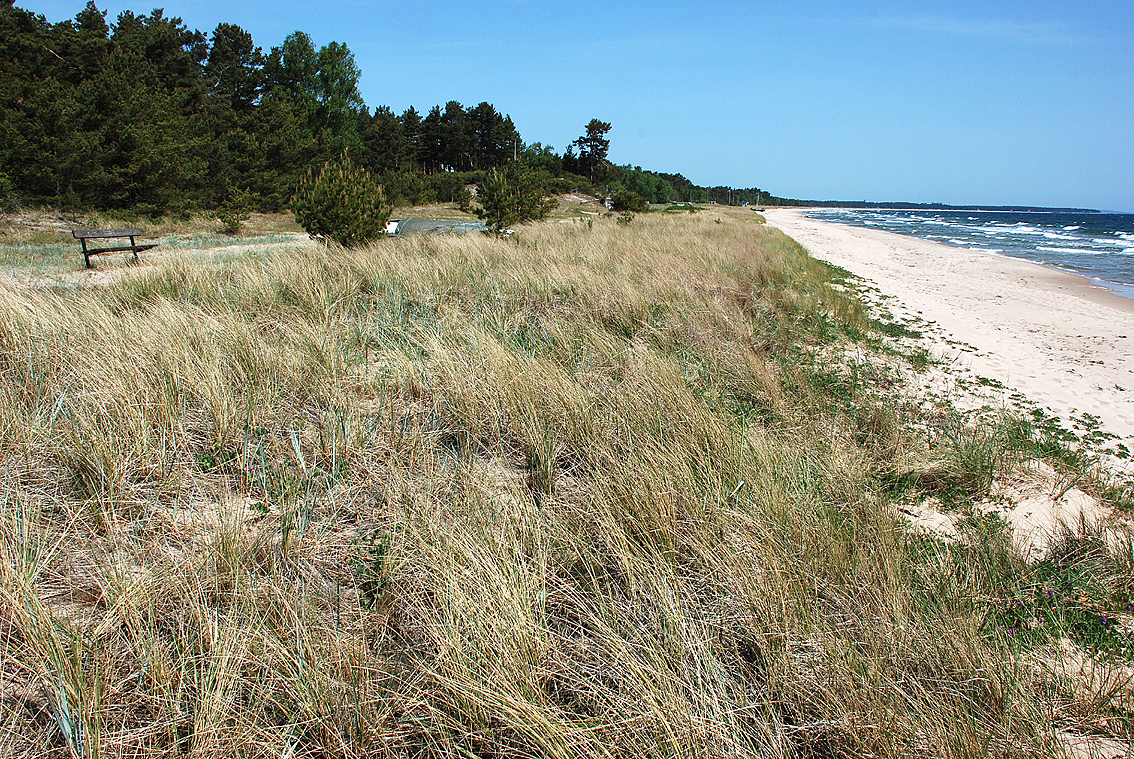 Biotopbild över sanddynerna vid Yngsjö strand där havsmurarbin sågs 30/5 och 13/6.