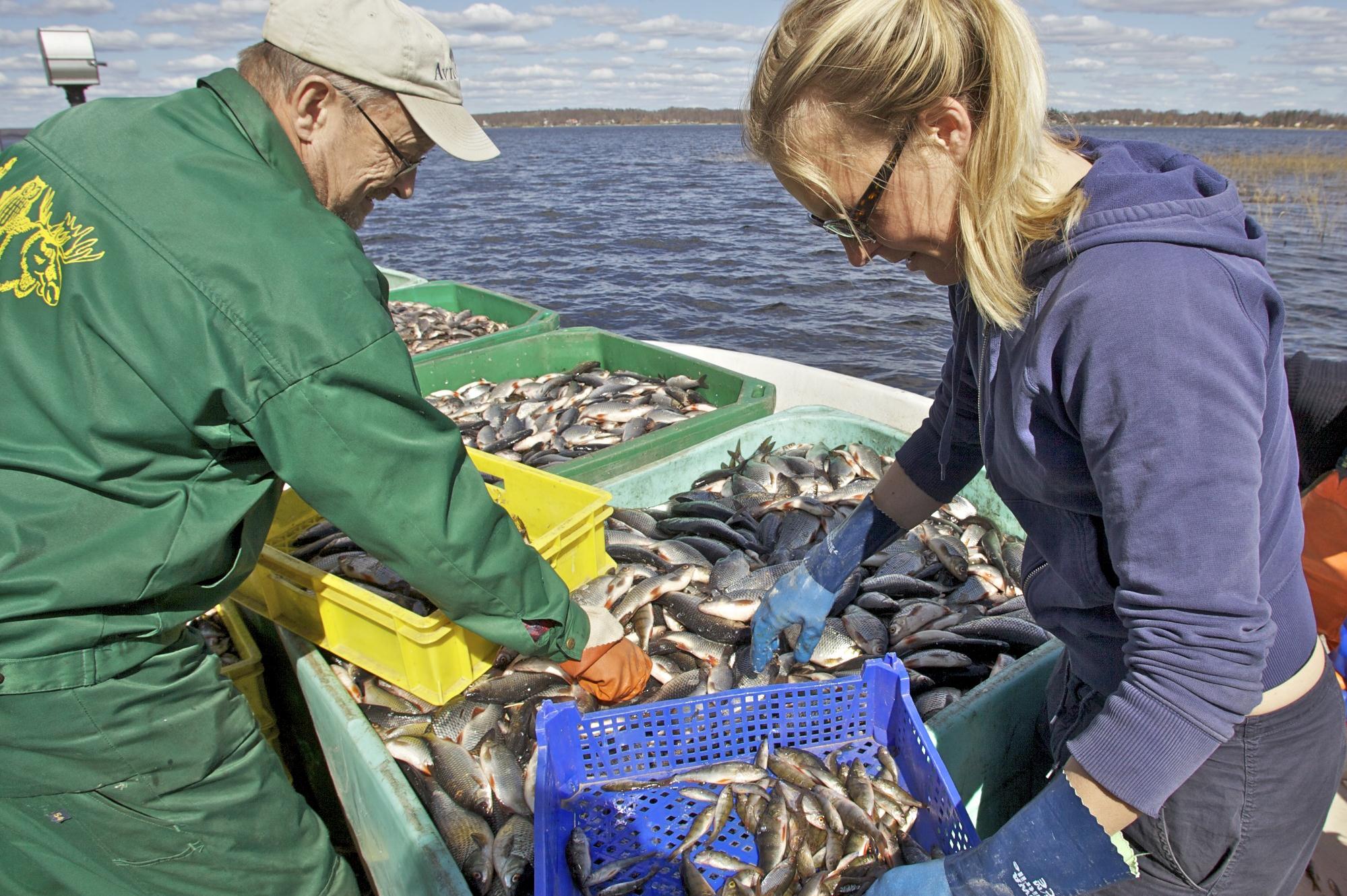 Etisk användning av fisken