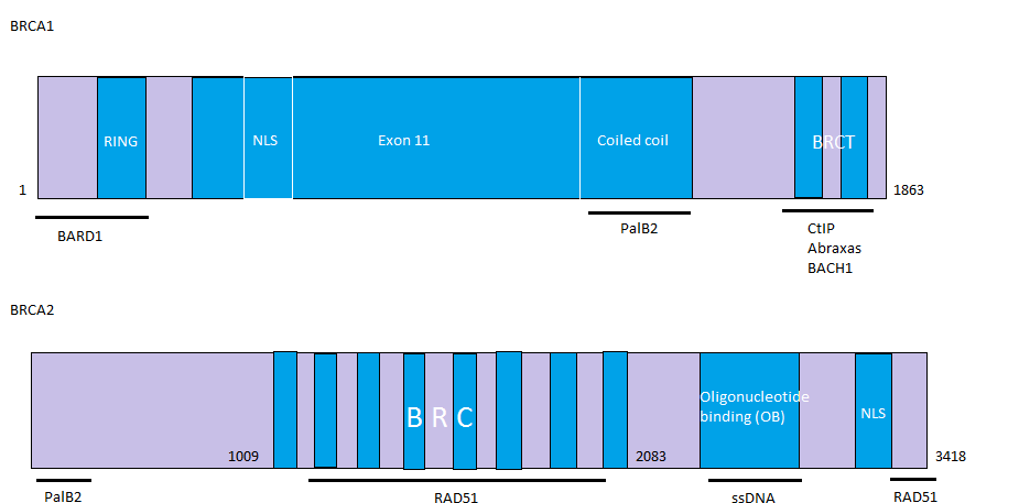 Figur 2. Visar en schematisk bild över BRCA1 (överst) och BRCA2 (nederst).