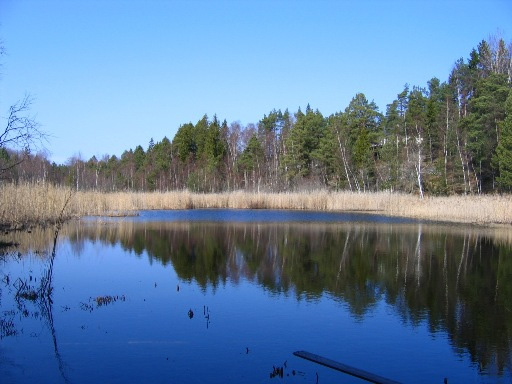 Norra stranden inventerades. I sjön växer främst vass på gungfly ett tjockt vassbälte finns speciellt i nordväst.