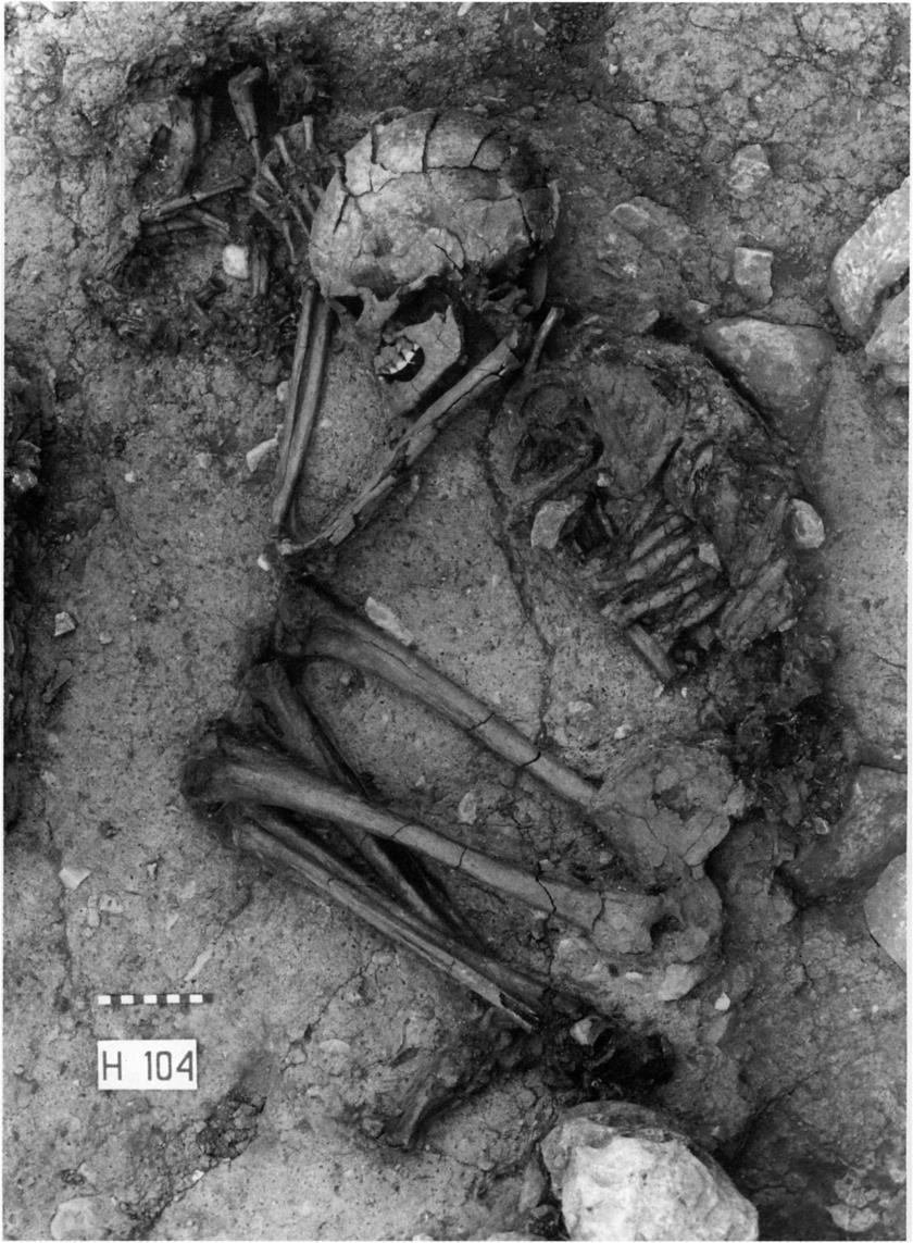 Domesticering av varg till hund Första fynden minst 15000 år BP (Eventuellt 30000
