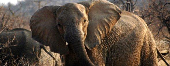 Mananga Safaris Limpopo 15 Vår största partner i Afrika är Mananga Safaris, som ägs och drivs av Kobus Fourie och hans fru Sureta.