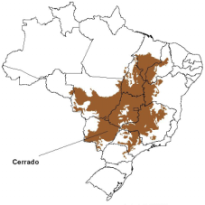 Brasilianska sojaodlare Gårdarna i Brasilien där soja odlas är av olika storlek. Större gårdar kallas antingen landsbygdsföretag eller familjeföretag beroende på storlek.