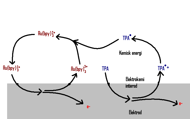 Figur 1. Plasmaprov med okänd PSA koncentration inkuberas med biotinylerade och de ruteniummärkta antikroppar riktade mot humant PSA.