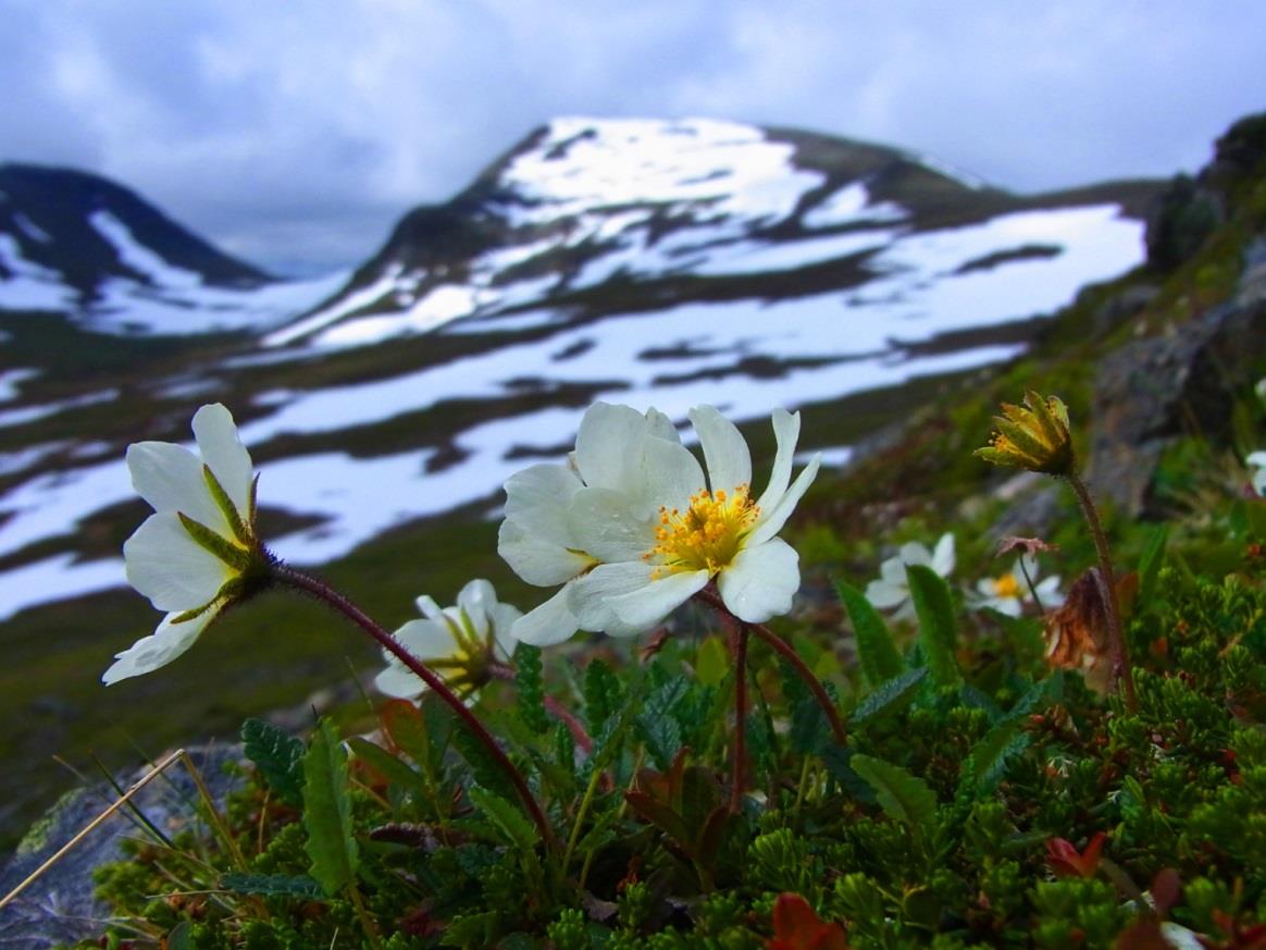 FJÄLLANDSKAPETS