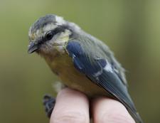 Tetrapoder Amfibier utan fosterhinna både-och-liv stjärtlösa