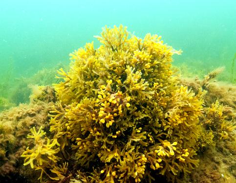 Blåstång (Fucus sp.) är en viktig biotopbildande nyckelart i Östersjön, vars förekomst används för att mäta havets tillstånd.