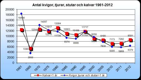 endast uppgår till 2 200 djur. En viss återhämtning har därefter skett och antalet dikor uppgår 2012 till 3 020 moderdjur. Figur 29. Antal kor för kalvuppfödning 1961-2012.