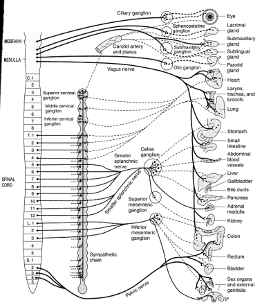 Organisationen av parasympaticus och sympaticus (forts.) 2.