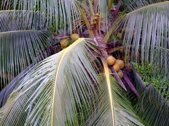 Den pittoreska hamnen med palmer och grönt gräs bjuder också på färsk frukt.