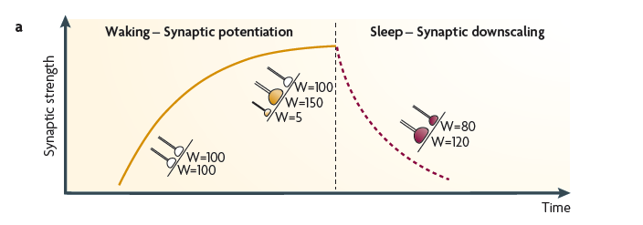 Tvåmekanismer (hypoteser) för minnesbildning/konsolidering under sömn 1, Synaptic homeostatsis 2, Active system