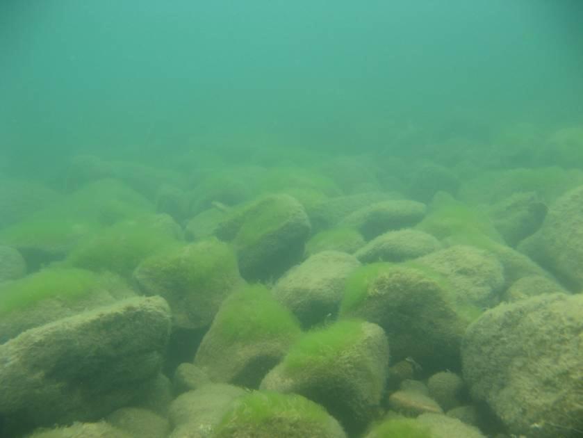 Delområdet Stavabäcken är mycket utsatt för vågor och vind och fattigt på vegetation. Botten består av sten och block och vid inventeringen påträffades bara en art grönalg, nämligen grönslick.